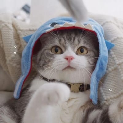 Phạm Ngọc avatar